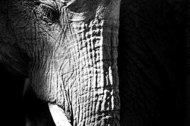 side view of elephant appearing out of shadows