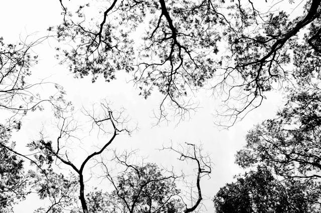 View looking up to high trees in the sky